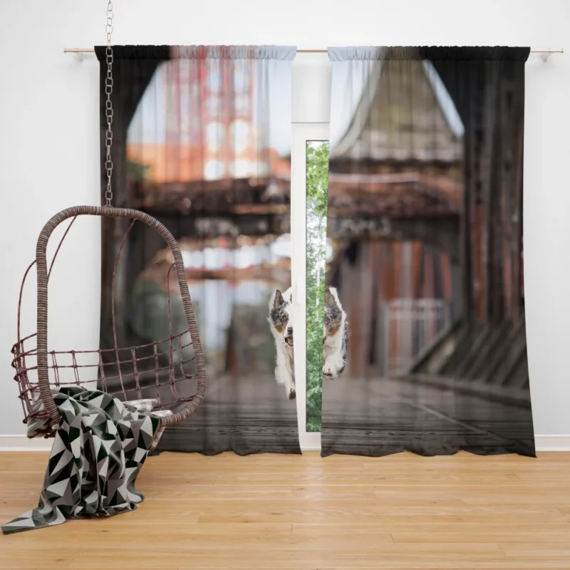 Australian Shepherd Puppy by Golden Gate Bridge Curtain