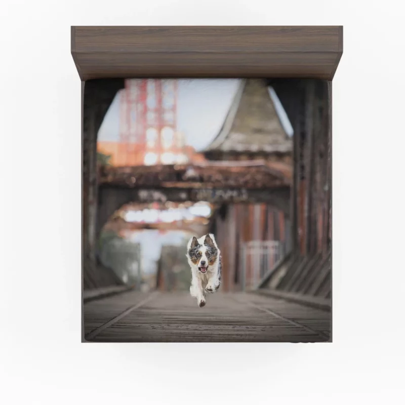 Australian Shepherd Puppy by Golden Gate Bridge Fitted Sheet 1