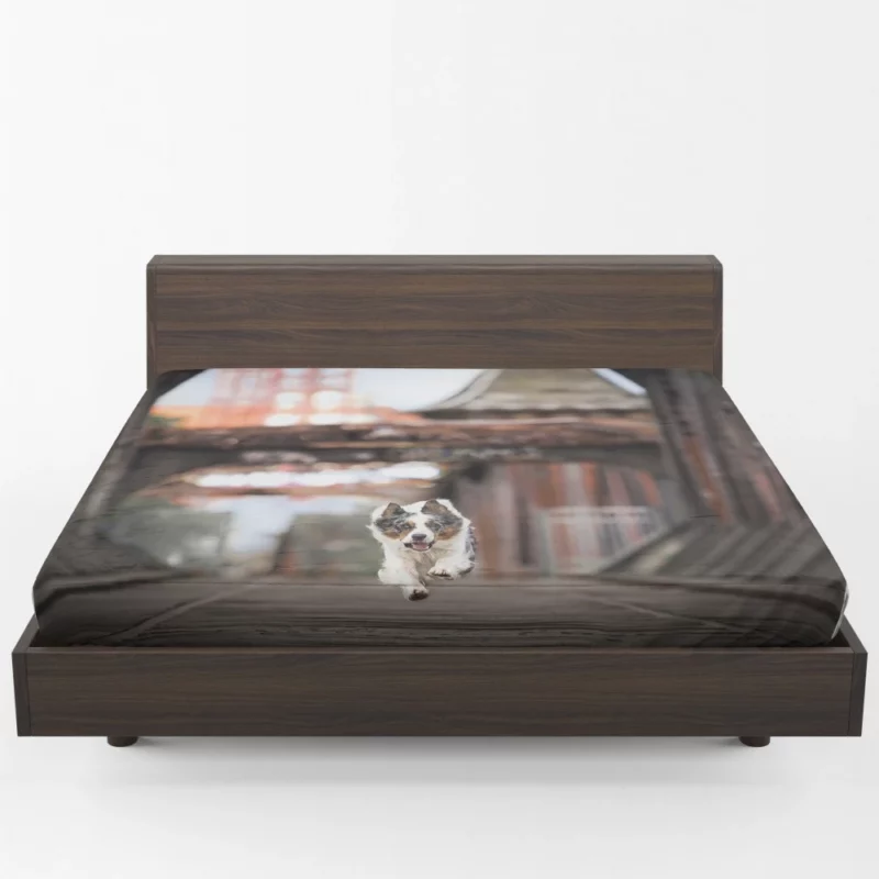 Australian Shepherd Puppy by Golden Gate Bridge Fitted Sheet