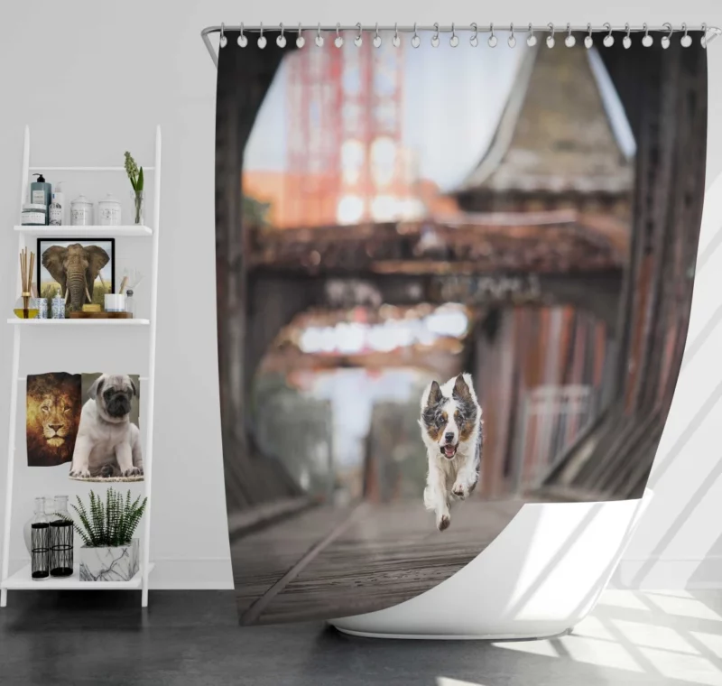 Australian Shepherd Puppy by Golden Gate Bridge Shower Curtain