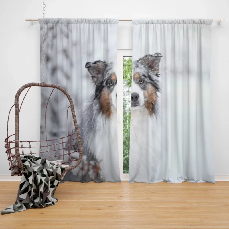 Australian Shepherd Snowy Stare Curtain