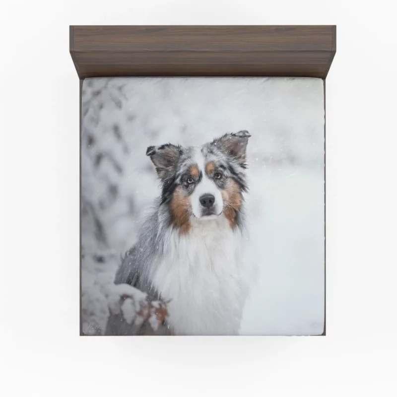 Australian Shepherd Snowy Stare Fitted Sheet 1