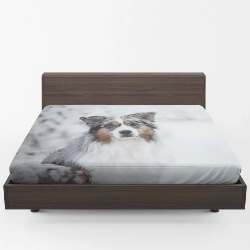 Australian Shepherd Snowy Stare Fitted Sheet