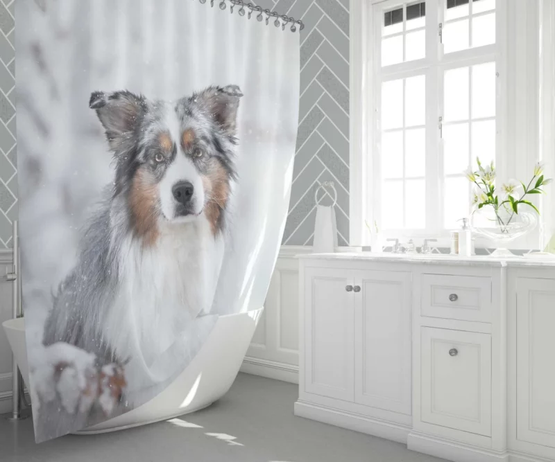 Australian Shepherd Snowy Stare Shower Curtain 1