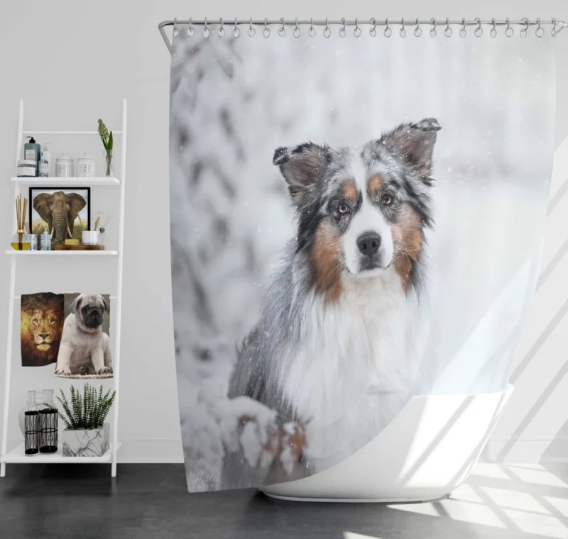 Australian Shepherd Snowy Stare Shower Curtain