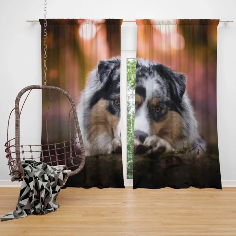 Australian Shepherd Spotted Adventure Curtain