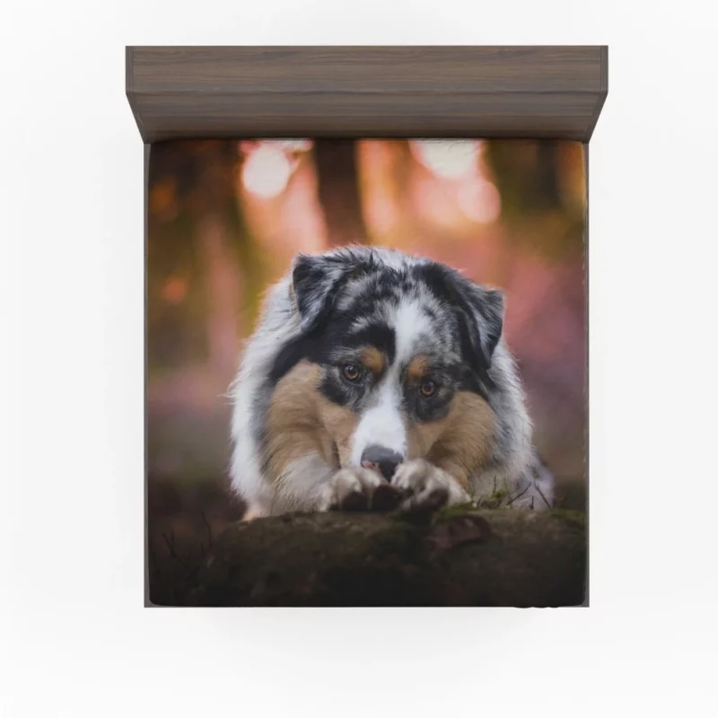 Australian Shepherd Spotted Adventure Fitted Sheet 1