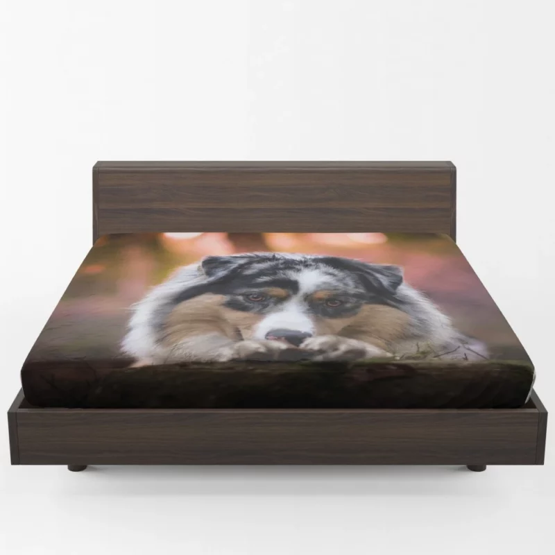 Australian Shepherd Spotted Adventure Fitted Sheet