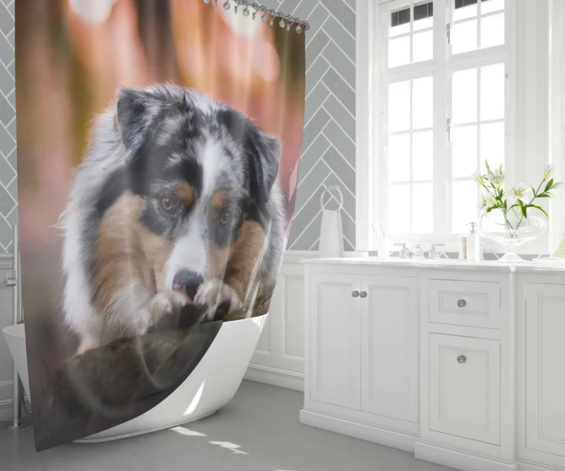 Australian Shepherd Spotted Adventure Shower Curtain 1