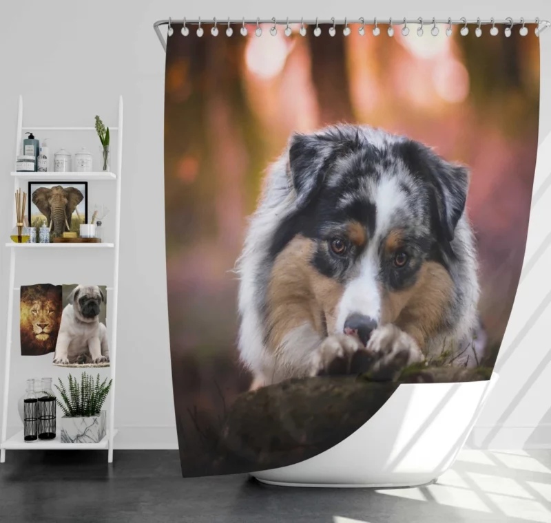 Australian Shepherd Spotted Adventure Shower Curtain