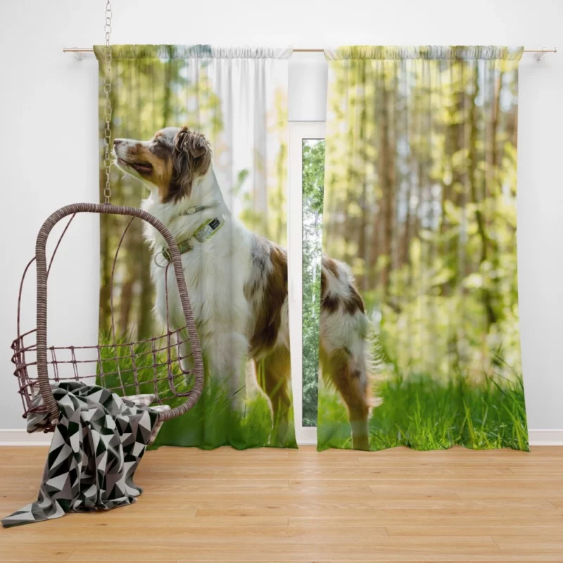 Australian Shepherd Sunny Playtime Curtain