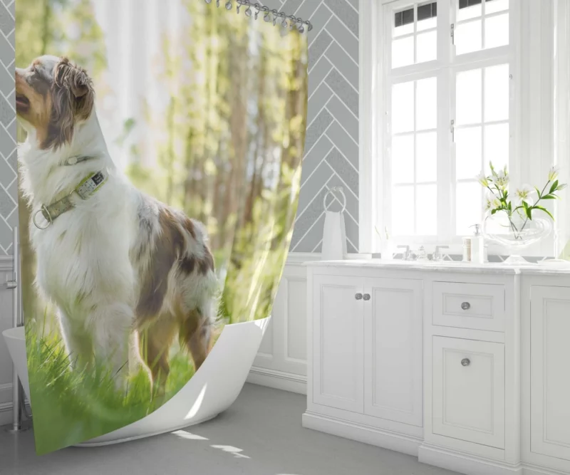 Australian Shepherd Sunny Playtime Shower Curtain 1