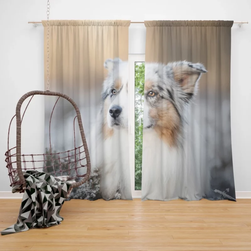 Australian Shepherd Vigilance Curtain