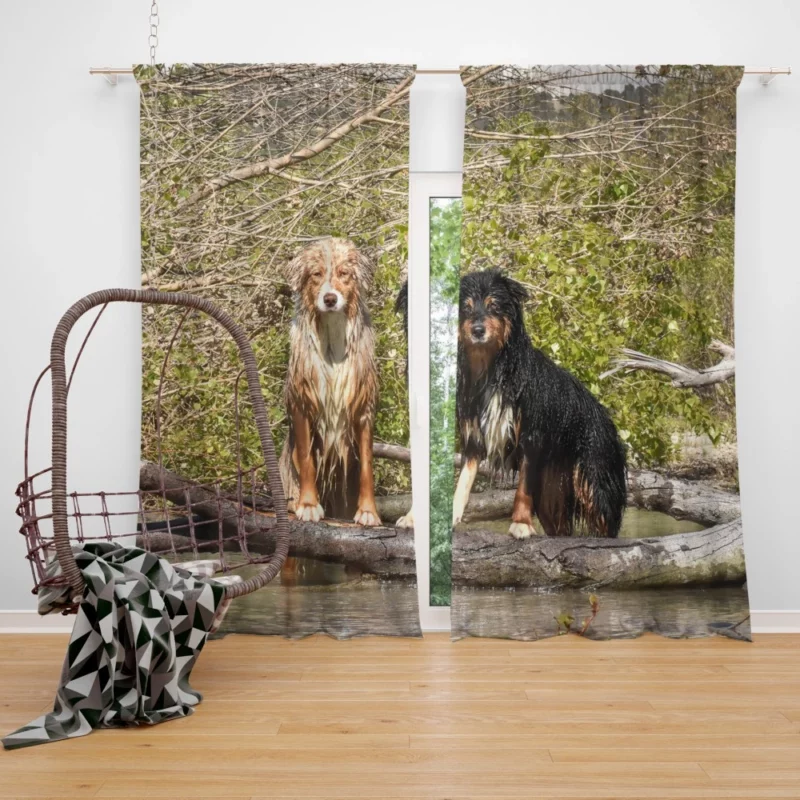 Australian Shepherd Water Stare Curtain