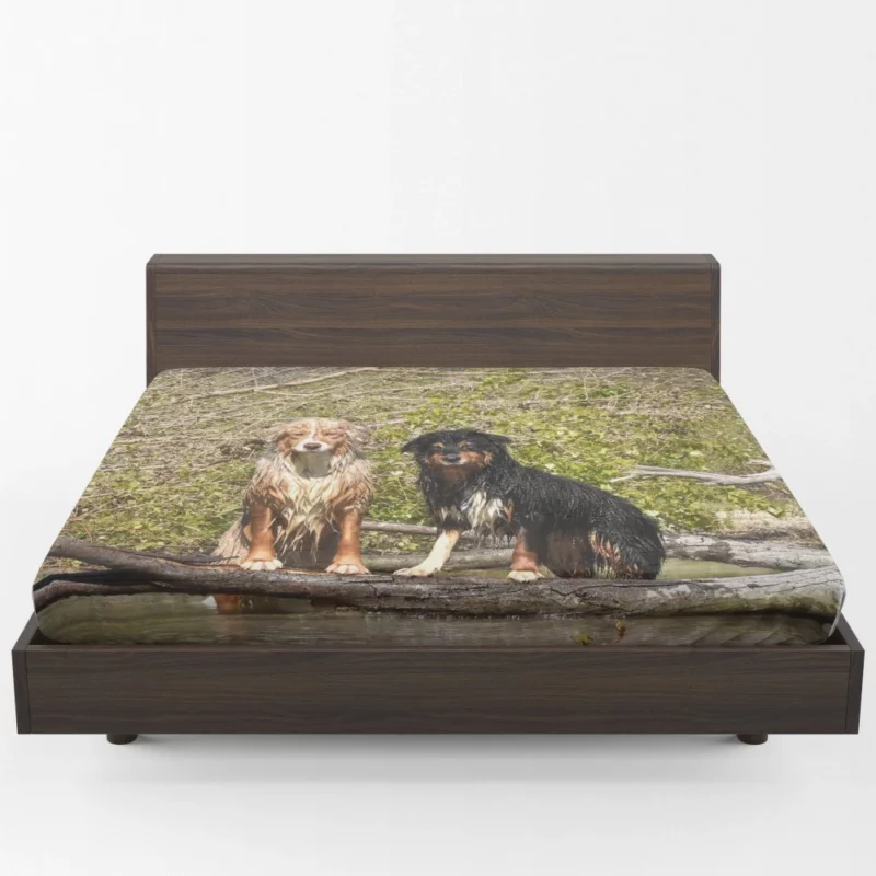 Australian Shepherd Water Stare Fitted Sheet