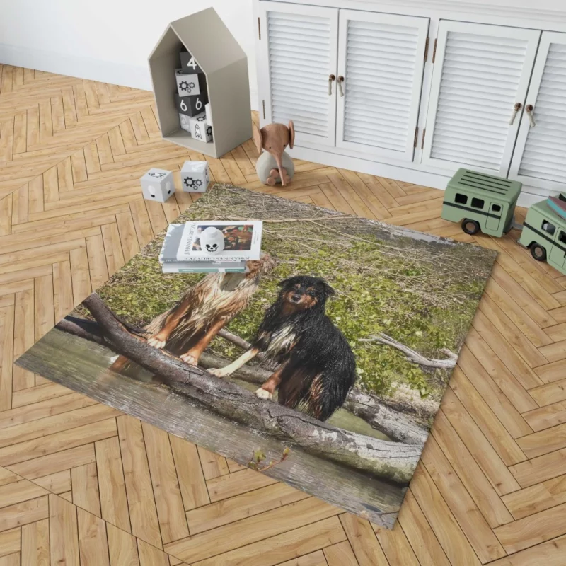 Australian Shepherd Water Stare Rug 1