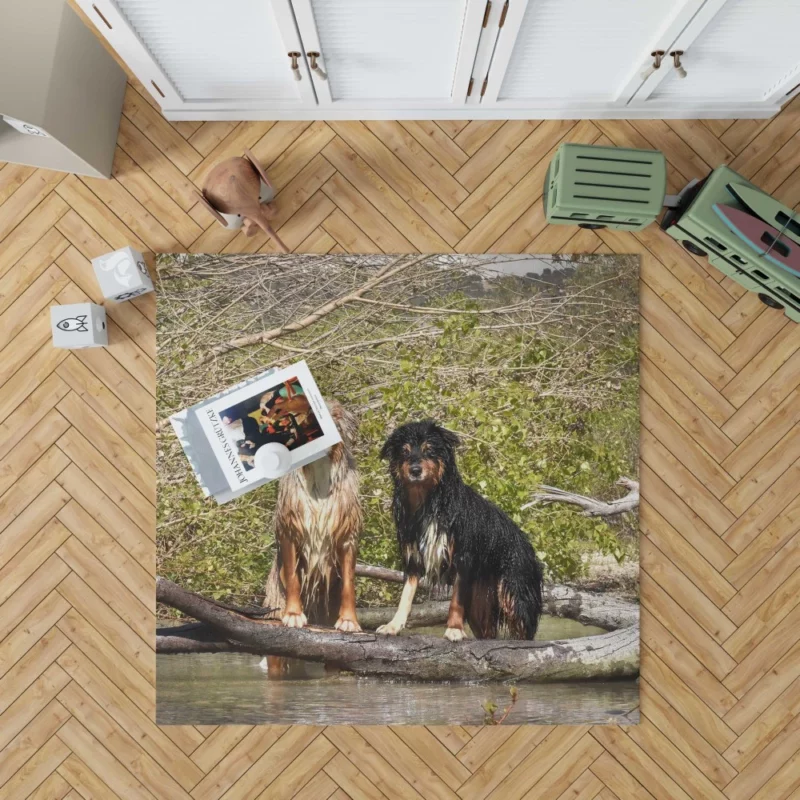 Australian Shepherd Water Stare Rug