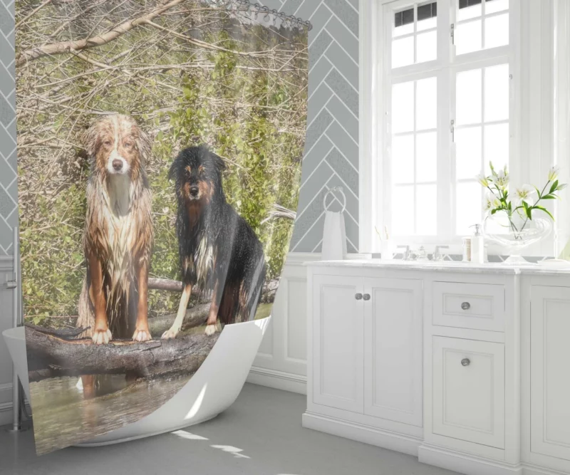 Australian Shepherd Water Stare Shower Curtain 1