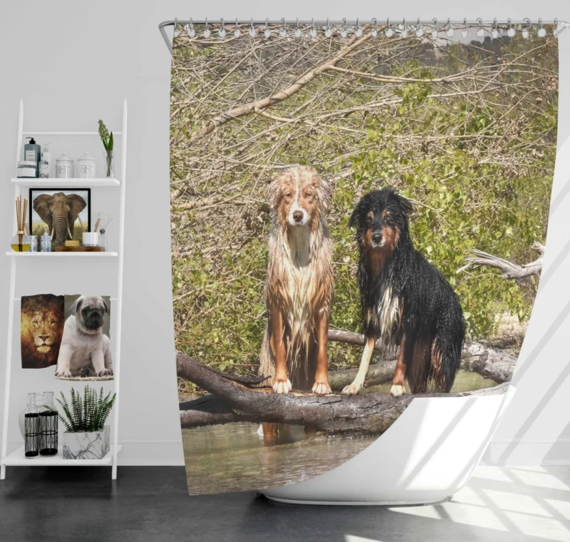 Australian Shepherd Water Stare Shower Curtain