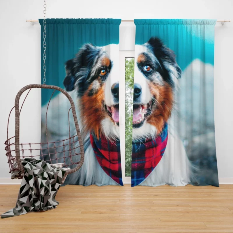 Australian Shepherd Wholesome Essence Curtain