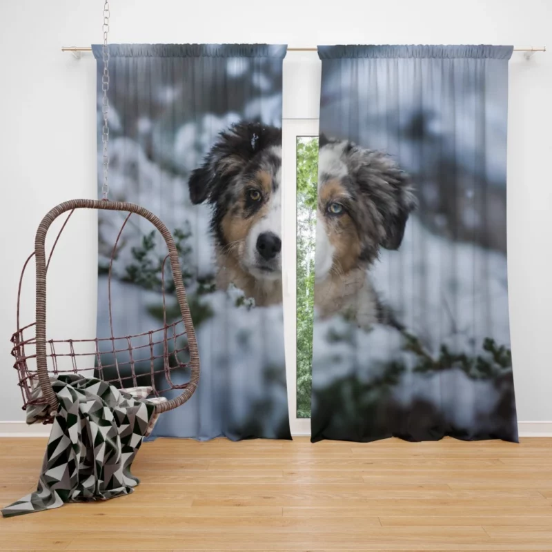 Australian Shepherd Winter Playfulness Curtain