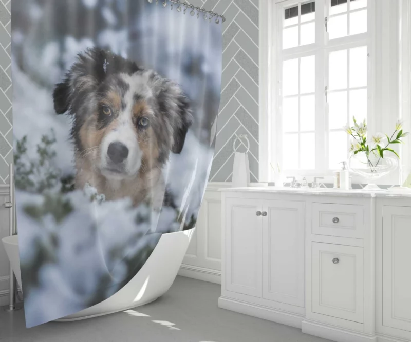 Australian Shepherd Winter Playfulness Shower Curtain 1