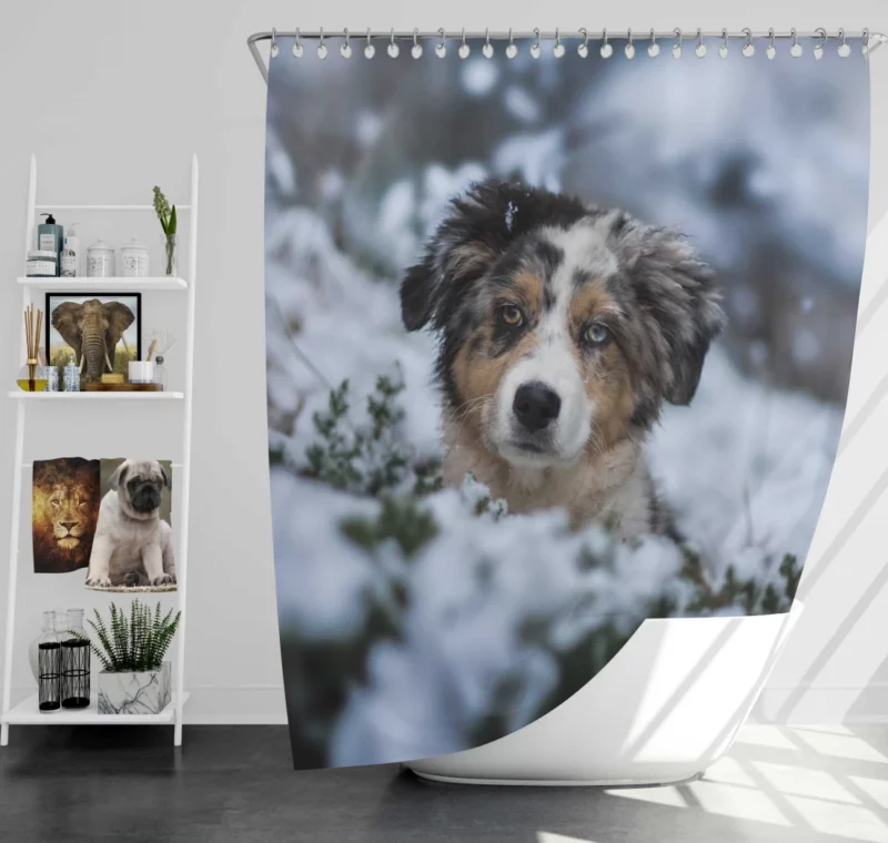 Australian Shepherd Winter Playfulness Shower Curtain