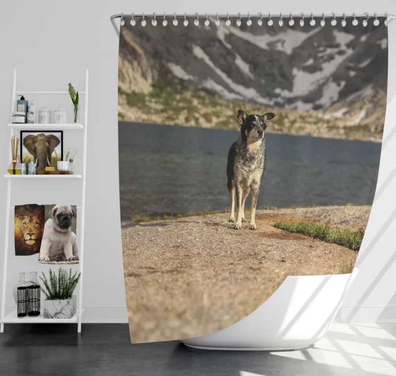 Australian Shepherd by the Lakeside Shower Curtain