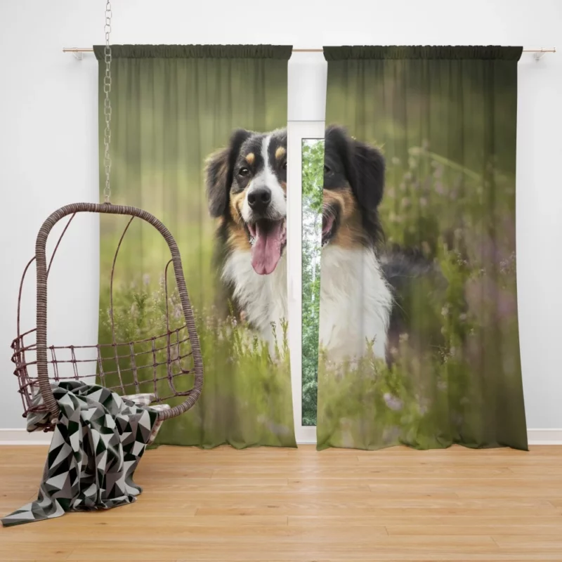 Australian Shepherd in Nature Blur Curtain