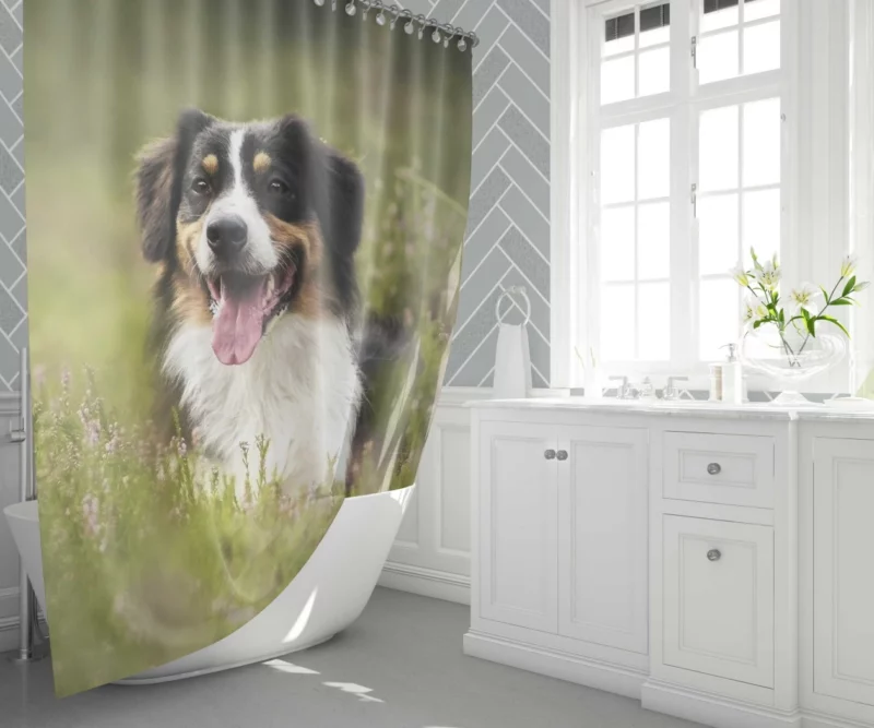 Australian Shepherd in Nature Blur Shower Curtain 1