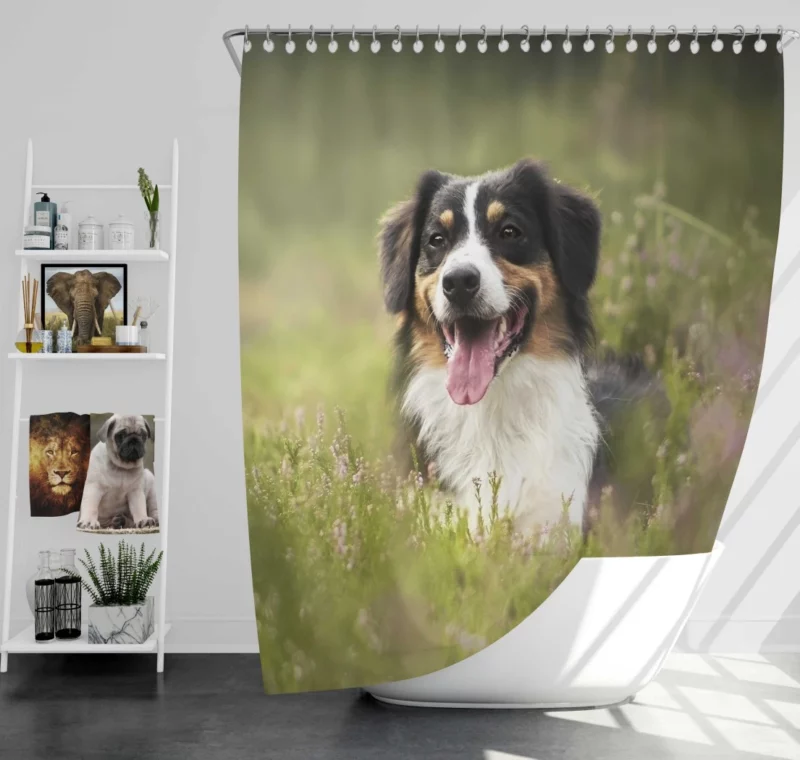 Australian Shepherd in Nature Blur Shower Curtain