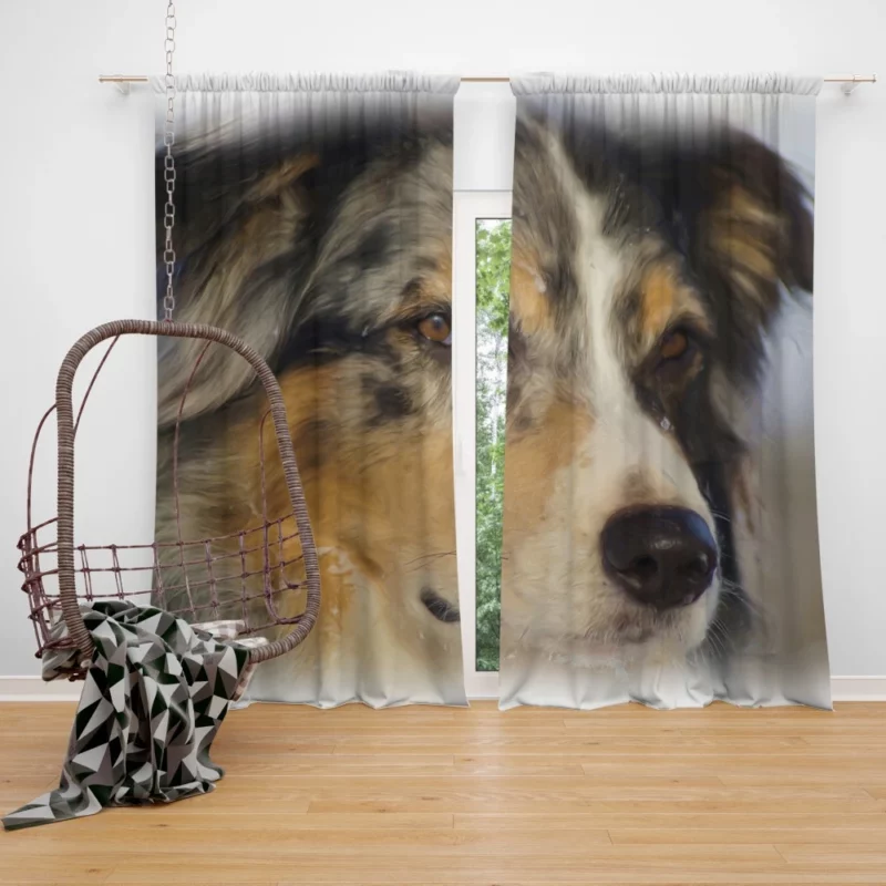 Australian Shepherd in Oil Furry Artistry Curtain