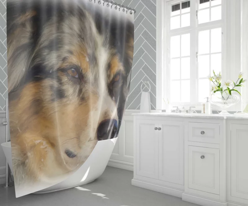 Australian Shepherd in Oil Furry Artistry Shower Curtain 1