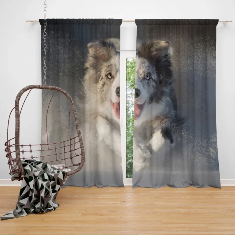 Australian Shepherd in Snowy Serenity Curtain