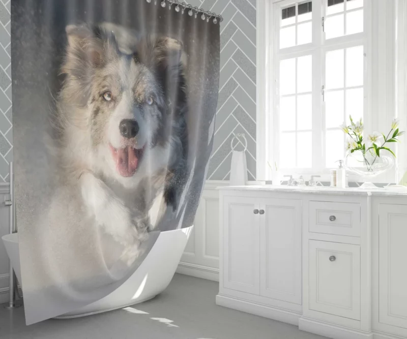 Australian Shepherd in Snowy Serenity Shower Curtain 1