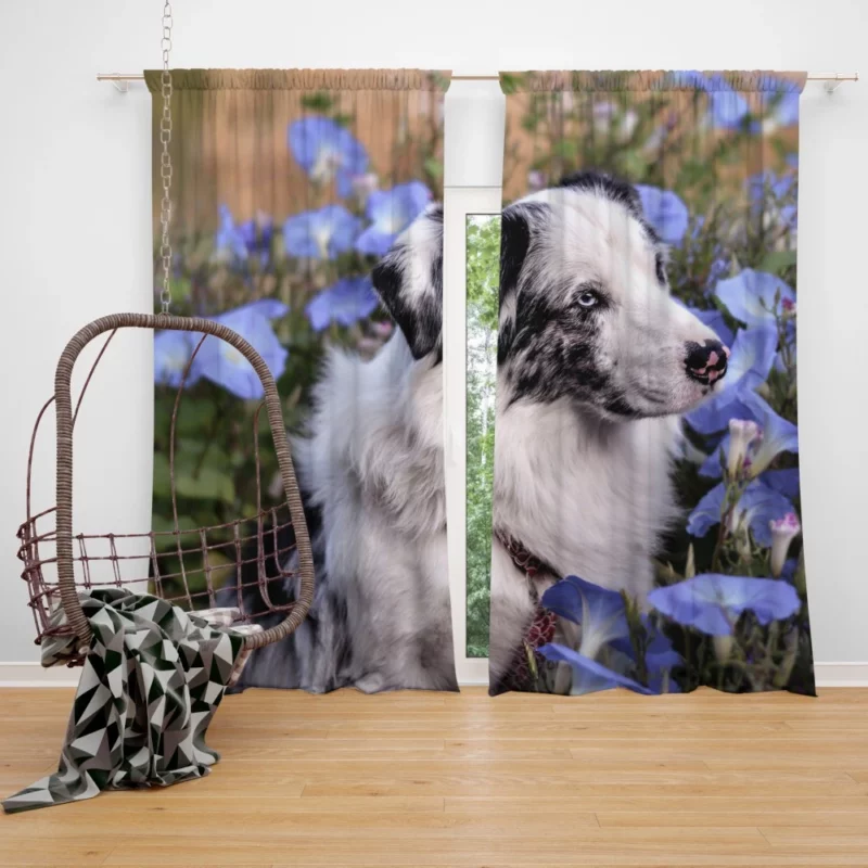 Australian Shepherd with Nature Bloom Curtain