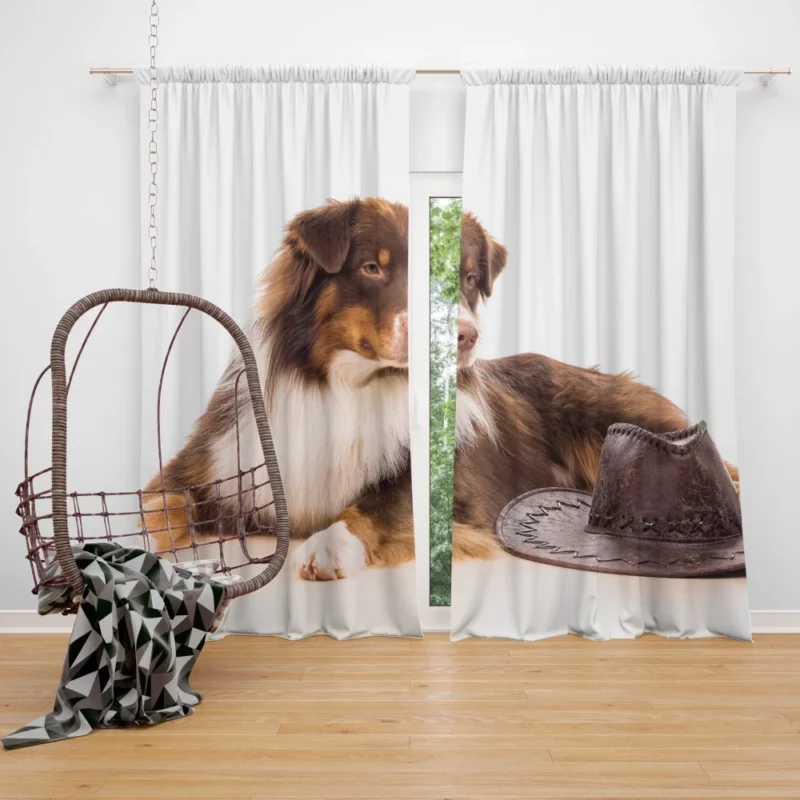 Australian Shepherd with Whimsical Hat Curtain