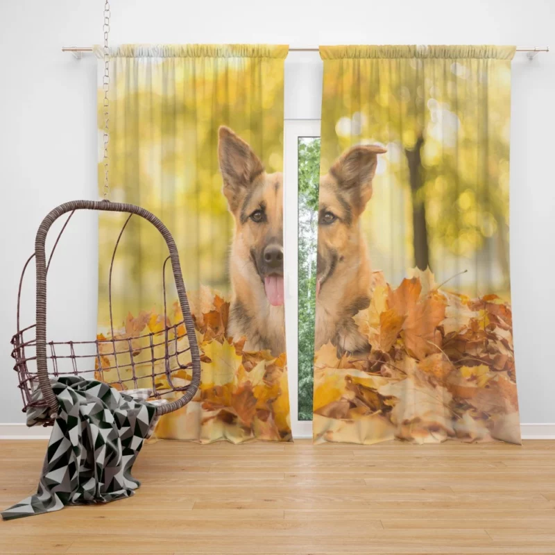 Autumn German Shepherd Curtain