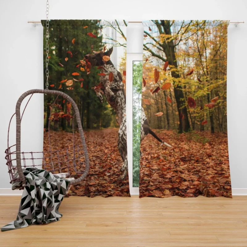 Autumn Leap of German Shorthaired Pointer Curtain