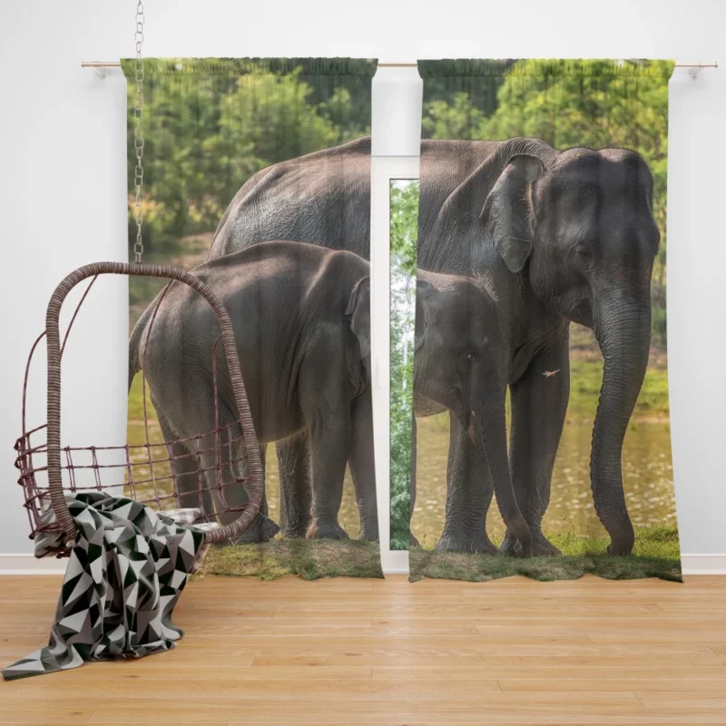 Baby Asian Elephant Curtain