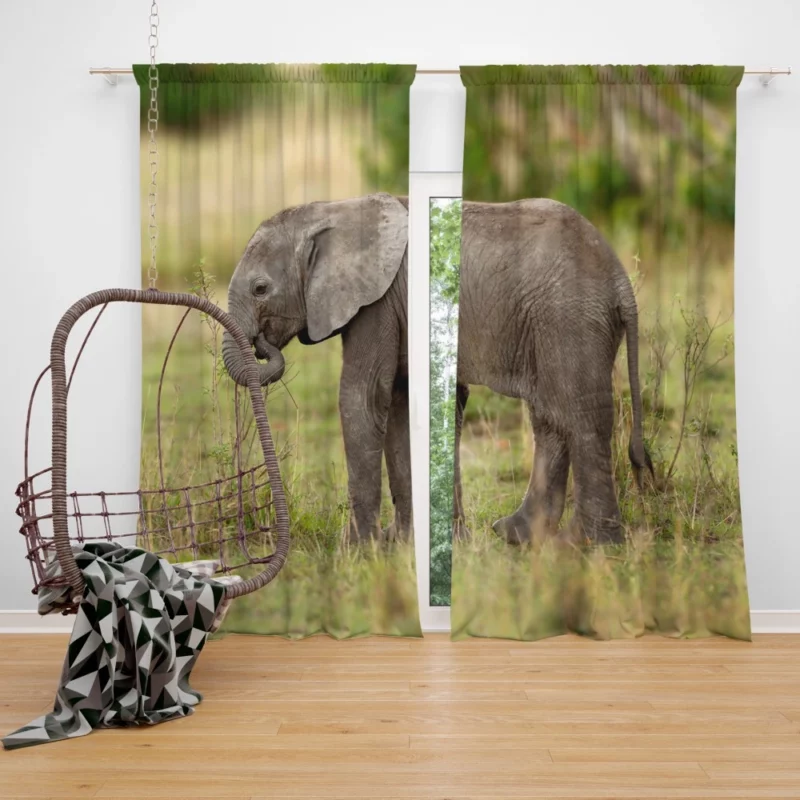 Baby Elephant Enigmatic Innocence Curtain