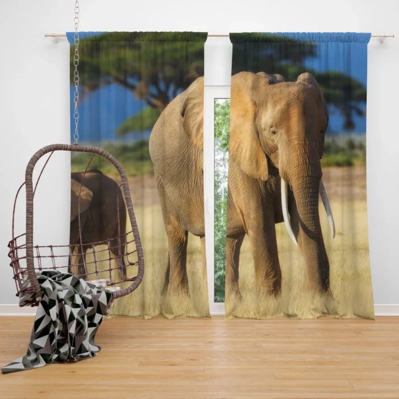 Baby Elephant Savannah Wonder Curtain