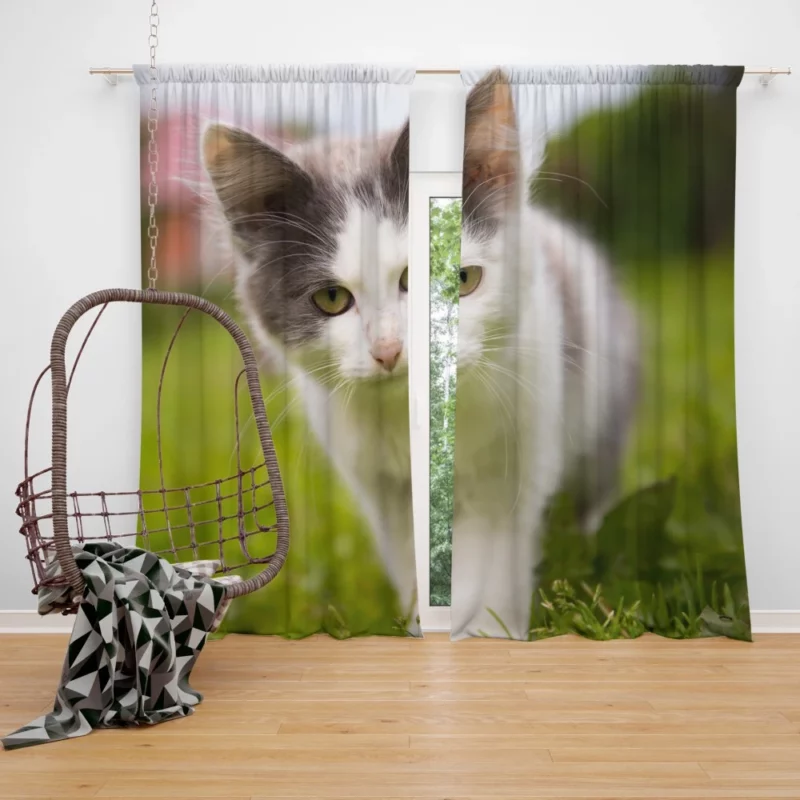 Baby Kitten Enigmatic Depth Curtain