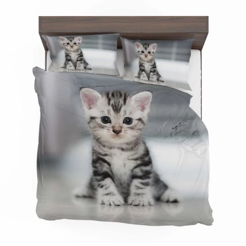 Baby Kitten Enigmatic Essence Bedding Set 1