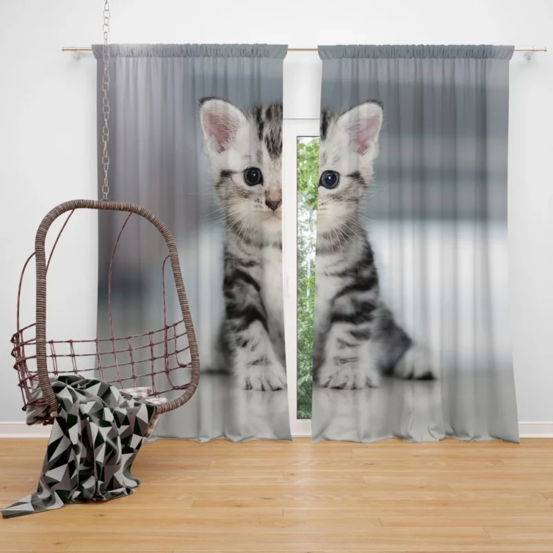 Baby Kitten Enigmatic Essence Curtain