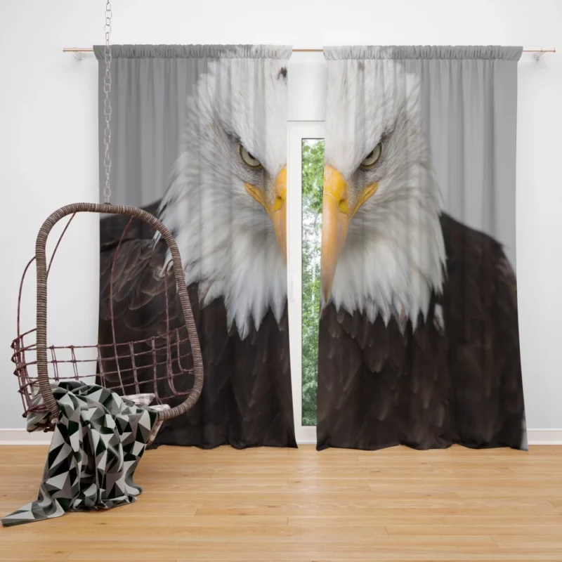 Bald Eagle Fierce Gaze Sky Hunter Curtain