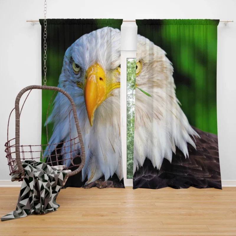 Bald Eagle Fierce Stare Predatory Watch Curtain