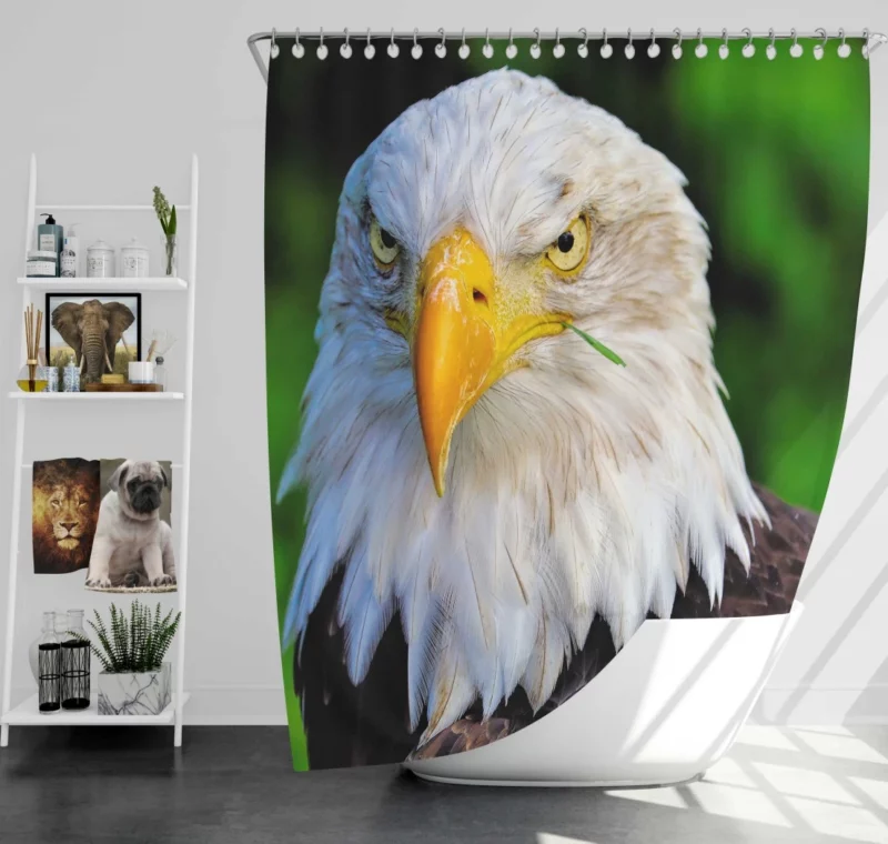 Bald Eagle Fierce Stare Predatory Watch Shower Curtain