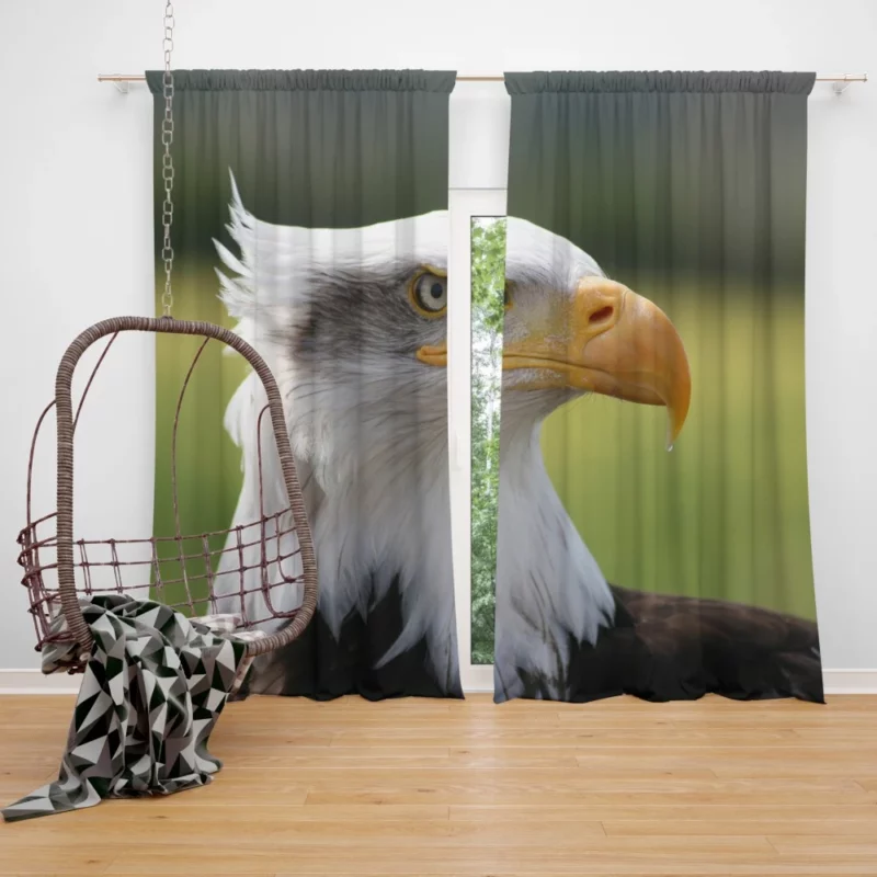 Bald Eagle Mighty Presence Soaring Majesty Curtain