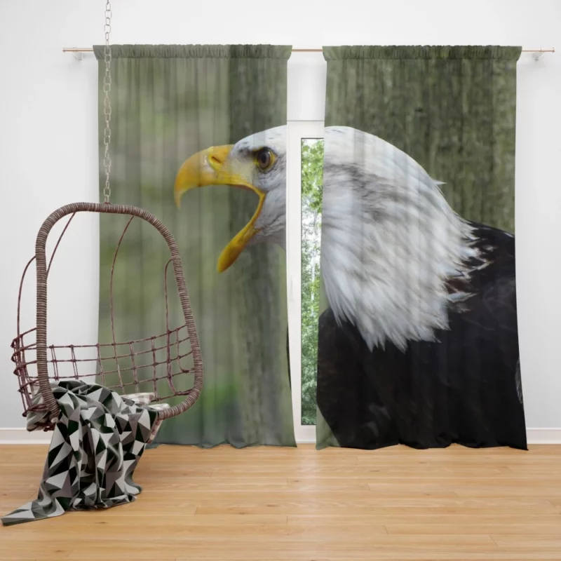 Bald Eagle Soaring Call Majestic Hunter Curtain